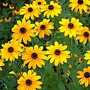 Buy Sunflower Miniature - Desi Flower Seeds online from Nurserylive at lowest price.