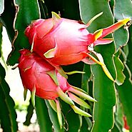 Buy Dragon Fruit - Plant online from Nurserylive at lowest price.