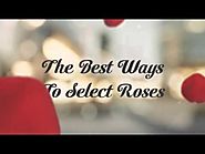 The Best Ways To Select Roses