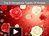 Top 5 gorgeous types of roses
