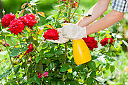 How to Care for Roses