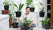 Buy Plants Online - Binny Botanics India