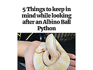 5 Things to keep in mind while looking after an Albino Ball Python