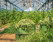 Green Waste Removal South Dublin