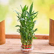 Buy Lucky Bamboo online from Nurserylive at lowest price.