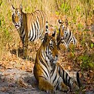 Golden Triangle Tour With Ranthambore by Taj Same Day Tour company