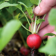 21 best crops for your edible garden