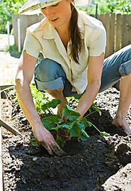 Vegetable Gardening Tips | Vegetable Gardening Guru