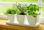 How to Grow Herbs Indoors - Bonnie Plants