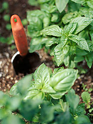 Easy-to-Grow Herbs