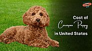 How Much Does a Cavapoo Puppy Cost in the United States?