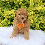 Puppies For Sale in Columbia, South Carolina | Happytail Puppies