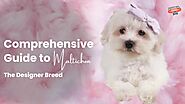 Maltichon 101: A Comprehensive Guide to This Adorable Designer Breed