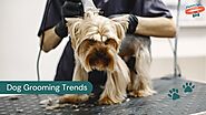 Dog Grooming Trends: What’s Hot in Canine Fashion?