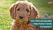 Mini Labradoodle : What Makes this Breed a Perfect Family Companion