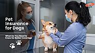 Pet Insurance for Dogs: What You Need to Know for Comprehensive Coverage