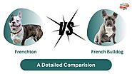 Frenchton vs. French Bulldog: A Detailed Look at Both Breeds