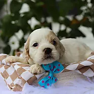 Get Puppies For Sale in Arlington, VA | Happytail Puppies