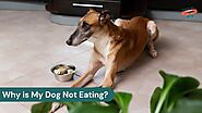 Why Is My Dog Not Eating? Common Causes and Solutions for Appetite Loss