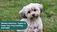 Cute Morkie Haircuts: The Best Styles to Keep Your Pup Looking Adorable