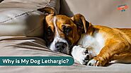 Why Is My Dog Lethargic? Common Causes and What to Do About It