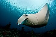 Manta Rays