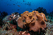 Vibrant Coral Reefs