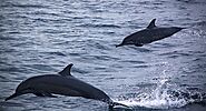 Dolphin Safaris