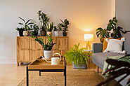 Creative Ways to Beautify Your Home Using Plants