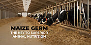 Maize Germ Manufacturer & Supplier | Maize Germ for Animal Nutrition