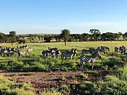 Luxury Safaris in Tanzania: Unforgettable Wildlife Adventures with Vencha Travel