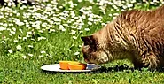 Can Cats Drink Orange Juice?- CatyPety