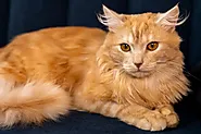 Top 11 Designer Cats Breeds- CatyPety