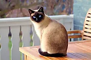 Siamese Cat: Price, Lifespan and Unique Types - Caty Pety