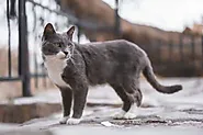 Munchkin Cat: Adoption, Lifespan, and Unique Types- Caty Pety