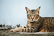 Bengal Cat: Price, Lifespan and Unique Types - Caty Pety