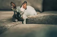 Sphynx Cat: Price, Lifespan, and Unique Types - Caty Pety