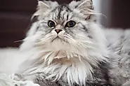 Persian Cat: Price, Lifespan, and Unique Types - CatyPety