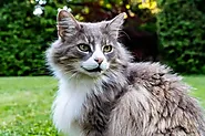 Maine Coon Cat: Price, Lifespan, and Unique Types - CatyPety