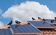 Why Critters Love Nesting Under Solar Panels and How It Damages Your Investment