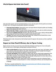 Why Do Pigeons Nest Under Solar Panels?