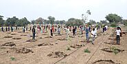 Tree Plantation in Jalandhar - Grow Billion Trees