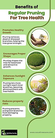 Benefits of Regular Pruning for Tree Health