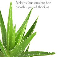 6 Herbs That Stimulate Hair Growth - You Will Thank Us