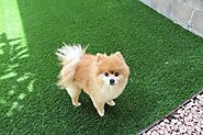 Dog-Friendly Artificial Grass