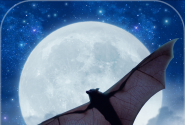 Bats! Furry Fliers of the Night