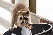 Raccoon Removal Services in Lake County | Critter Control