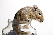 Expert Rat Removal & Trapping Services | Critter Control® of Lake County