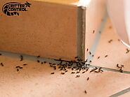 Ant Exterminator & Removal Services | Critter Control®