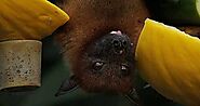 Bat Removal Services in Polk County – Critter Control